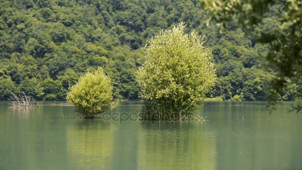 湖泊和森林 — 图库视频影像