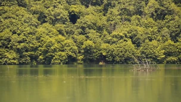 Jezioro i las — Wideo stockowe