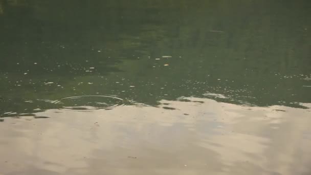 Lago e floresta — Vídeo de Stock