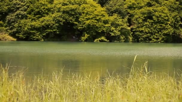 Озеро і ліс — стокове відео