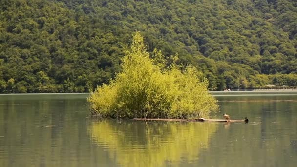 Lago e floresta — Vídeo de Stock