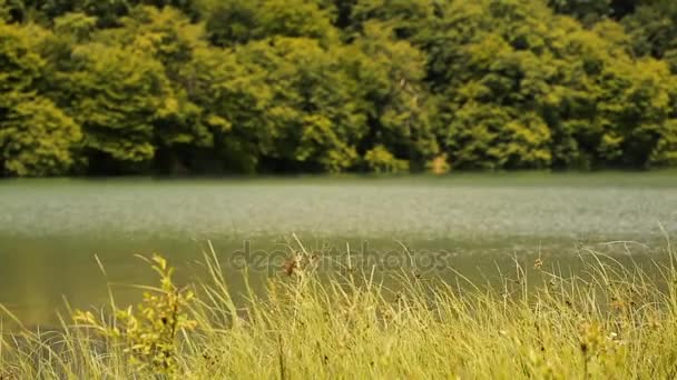 Lago y bosque — Vídeo de stock