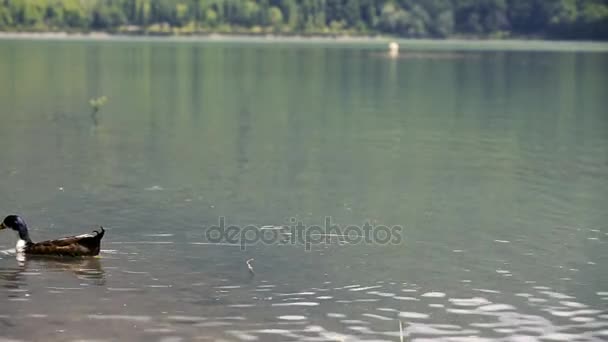 lac et forêt