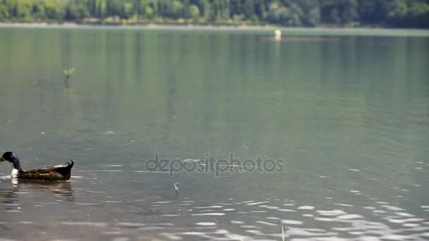 Lago y bosque — Vídeos de Stock