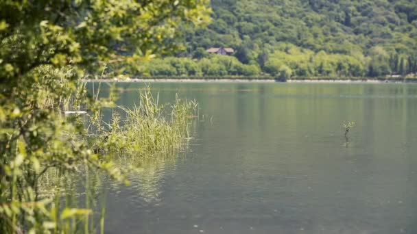 Озеро і ліс — стокове відео