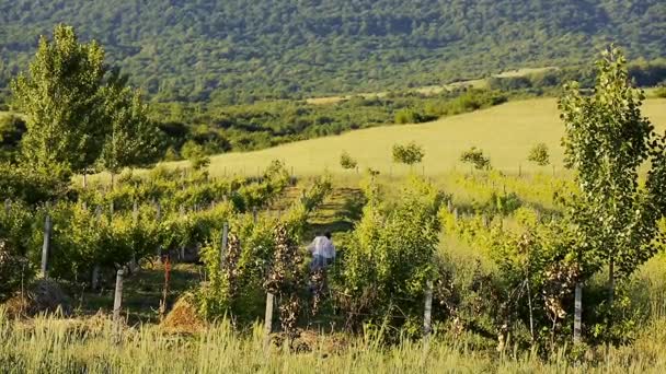 Het maaien maaien van gras naast de wijngaard — Stockvideo