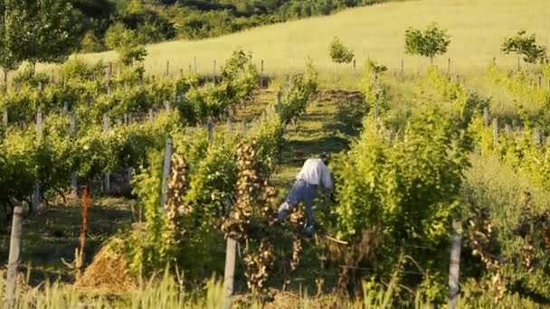 Косить траву рядом с виноградником — стоковое видео