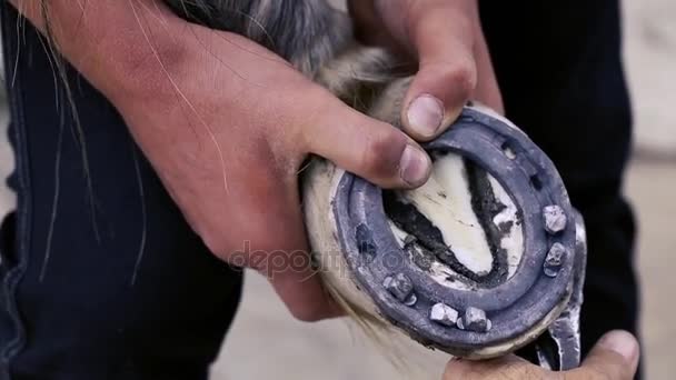 Trimmen, reiniging, vormgeven en snijden het overtollige enige weefsel uit het paard hoeven met mes in smid winkel. Hoefijzer maker horseshoeing van het paard. Azerbeidzjan — Stockvideo