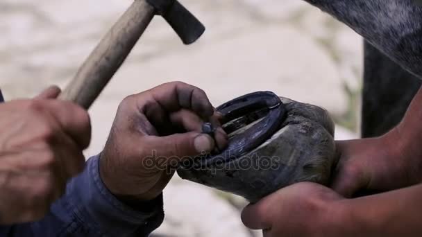 Schneiden, Reinigen, Formen und Schneiden des überschüssigen Sohlengewebes von den Hufen des Pferdes mit einem Messer in der Schmiede. Hufeisenmacher Hufeisen das Pferd. Azerbaidschan — Stockvideo