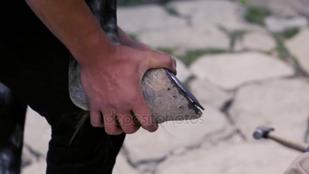 Trimování, čištění, tvarování a řezání přebytek jediným tkáně z Koňské podkovy pomocí nože v kovárnu. Podkova maker horseshoeing koně. Ázerbájdžán — Stock video