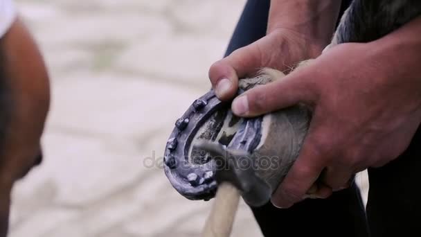 Trimming, cleaning, shaping and cutting the excess sole tissue off the horse's hooves using knife in blacksmith shop. Horseshoe maker horseshoeing the horse. Azerbaijan — Stock Video