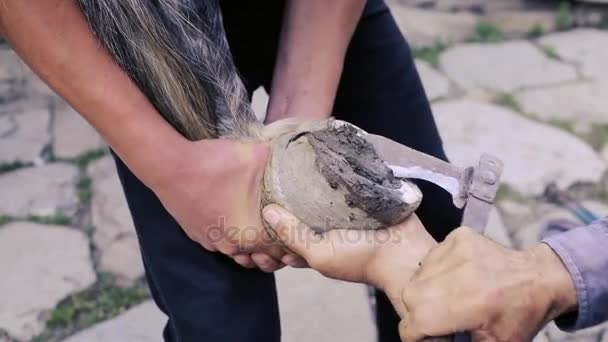 Kırpma, temizlik, şekillendirme ve aşırı tek doku at nalı hooves demirci dükkanında bıçak kullanarak kapalı kesme. At horseshoeing at nalı maker. Azerbaycan — Stok video