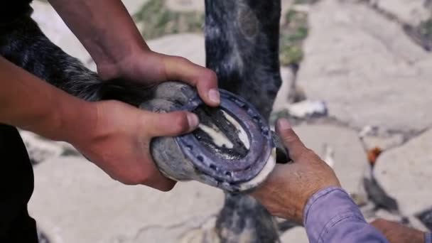 Recortar, limpiar, moldear y cortar el exceso de tejido de la suela de las pezuñas del caballo con un cuchillo en la herrería. Fabricante de herraduras herradura caballo. Azerbaiyán — Vídeos de Stock