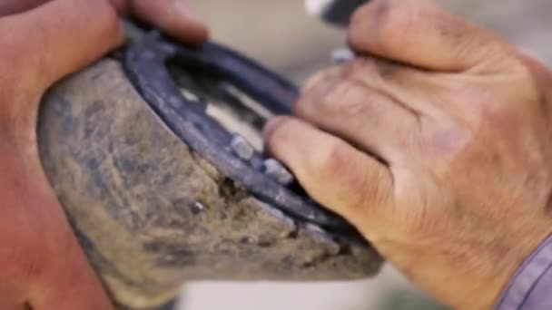 Potatura, pulizia, modellatura e taglio del tessuto suola in eccesso dagli zoccoli del cavallo con coltello nel negozio di fabbri. Costruttore di ferri di cavallo a ferro di cavallo. Azerbaigian — Video Stock