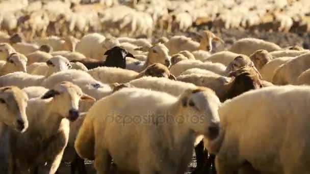 Schafherden ziehen um. Schafherde mit Laufen auf Berglandschaft. Schäfer außerhalb des Dorfes. Vieh weidet. Azerbaidschan. — Stockvideo