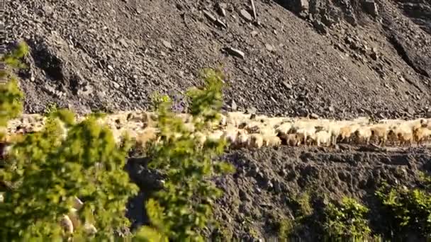 Får besättningen flyttar. Flock av får med rinnande på bergslandskap. Herde utanför byn. Djuren är på bete. Azerbajdzjan. — Stockvideo