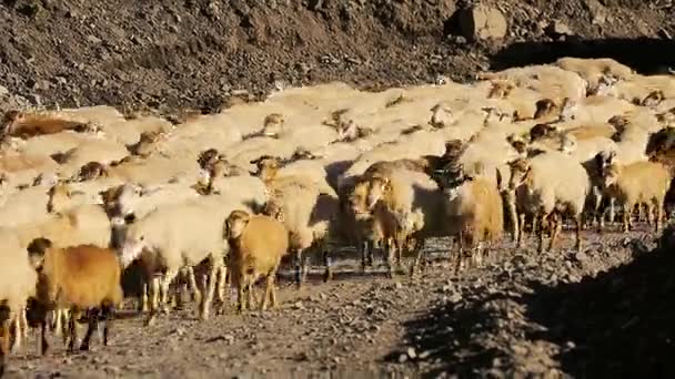 Schafherden ziehen um. Schafherde mit Laufen auf Berglandschaft. Schäfer außerhalb des Dorfes. Vieh weidet. Azerbaidschan. — Stockvideo