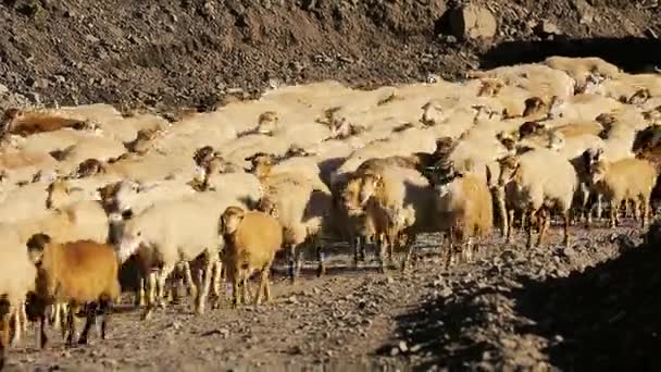 Rebaño de ovejas en movimiento. Manada de ovejas con correr en el paisaje de montaña. Pastor fuera del pueblo. El ganado está pastando. Azerbaiyán . — Vídeo de stock