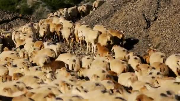 Rebaño de ovejas en movimiento. Manada de ovejas con correr en el paisaje de montaña. Pastor fuera del pueblo. El ganado está pastando. Azerbaiyán . — Vídeo de stock