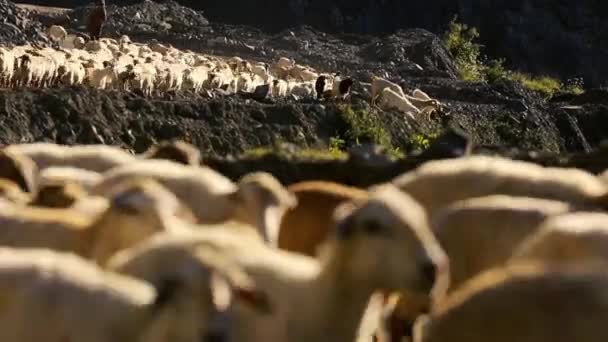 Juh állomány mozog. Gyapjú a juhok a futó hegyi táj. Pásztor a falun kívül. Állatok a legeltetés. Azerbajdzsán. — Stock videók