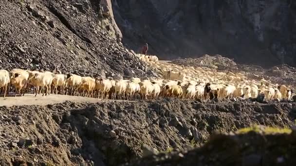 Gregge di pecore in movimento. Gregge di pecore con corsa sul paesaggio montano. Pastore fuori dal villaggio. Il bestiame sta pascolando. Azerbaigian . — Video Stock