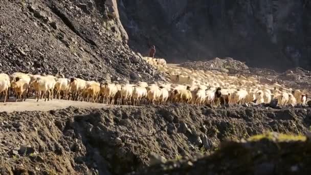 Schafherden ziehen um. Schafherde mit Laufen auf Berglandschaft. Schäfer außerhalb des Dorfes. Vieh weidet. Azerbaidschan.