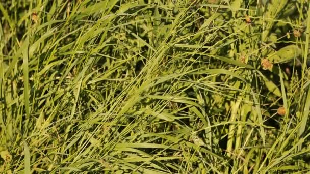 Paysage avec la nature montagneuse du Caucase. La nature estivale. Les arbres poussent sur un terrain rocheux. Azerbaïdjan paysages 