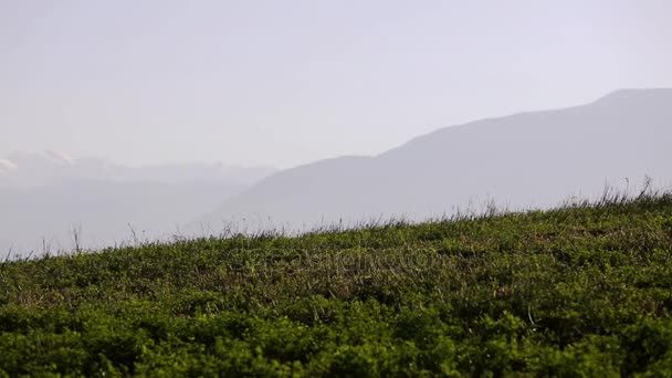 A táj a természet, a Kaukázus. Nyári jellegét. Fák nőnek, a terepen. Azerbajdzsán tájak — Stock videók