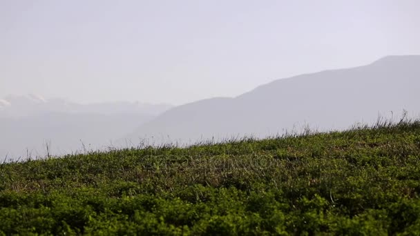 Landskap med arten av Kaukasus. Sommaren natur. Träd växer på en terräng. Azerbajdzjan landskap — Stockvideo