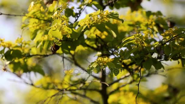 Krajobraz z naturą Kaukazu. Summer natura. Drzewa rosną na terenie. Krajobrazy Azerbejdżan — Wideo stockowe