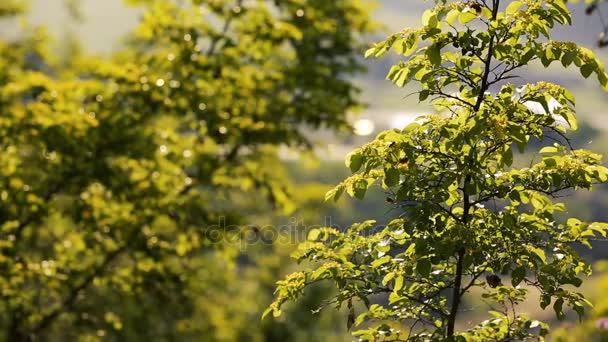 Paisagem com a natureza do Cáucaso. Natureza de verão. As árvores crescem em um terreno. Paisagens do Azerbaijão — Vídeo de Stock