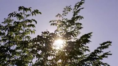 Kafkas dağ doğa ile manzara. Yaz doğa. Ağaçlar kayalık bir arazi üzerinde büyür. Azerbaycan manzaralar