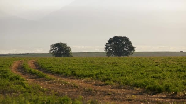 Paisaje con la naturaleza del Cáucaso. Naturaleza de verano. Los árboles crecen en un terreno. Azerbaiyán paisajes — Vídeos de Stock