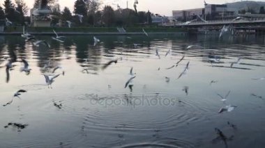 Martılar gıda için mücadele nehir su üzerinde-uçmak