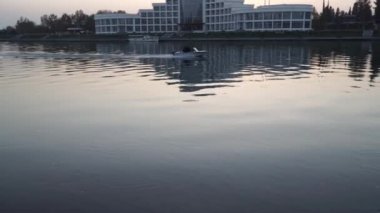 Martılar gıda için mücadele nehir su üzerinde-uçmak