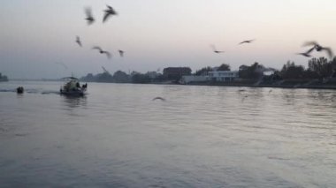 Martılar gıda için mücadele nehir su üzerinde-uçmak