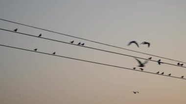 Martılar gıda için mücadele nehir su üzerinde-uçmak
