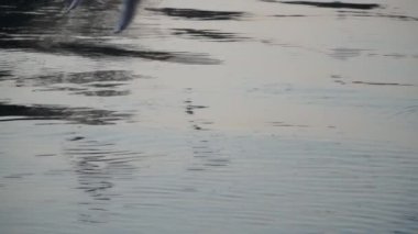 Martılar gıda için mücadele nehir su üzerinde-uçmak