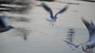 Martılar gıda için mücadele nehir su üzerinde-uçmak