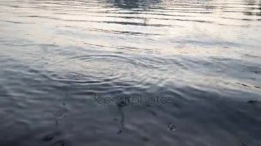 Martılar gıda için mücadele nehir su üzerinde-uçmak