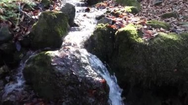 Nehir. Küçük bir şelale. Orman sonbahar nehirde. Yakın mesafeden çekim.