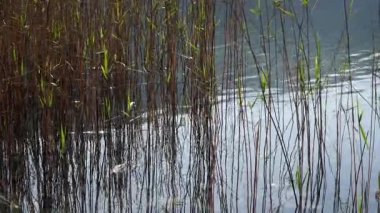 Reed nehrinde - manzara ve doğa