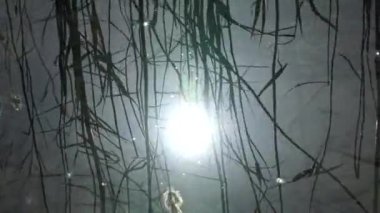 Titrek ve su yansıma su. Güneş parlamak.