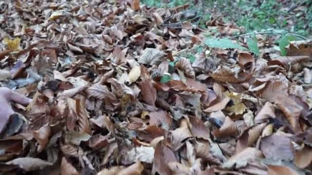 Fallendes Laub im Herbst und ein Mann, der im Herbst geht — Stockvideo