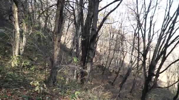 Paysage forestier d'automne - Azerbaïdjan nature 