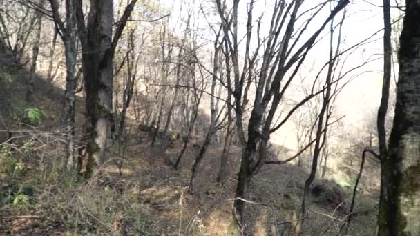 가 숲 풍경-아제르바이잔 자연 — 비디오