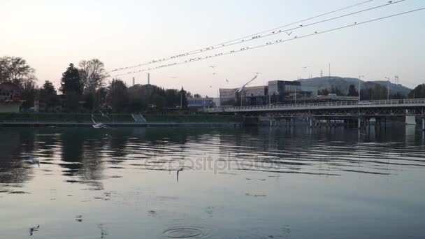 Gulls fly over the river water - fighting for food — Stock Video