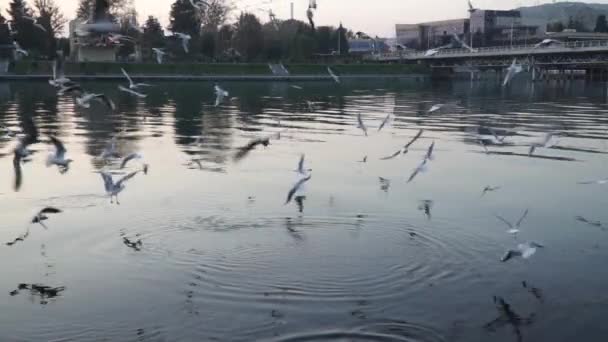 Gulls fly over the river water - fighting for food — Stock Video