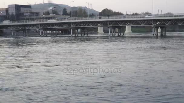 Las gaviotas vuelan sobre el agua del río - luchando por comida — Vídeos de Stock