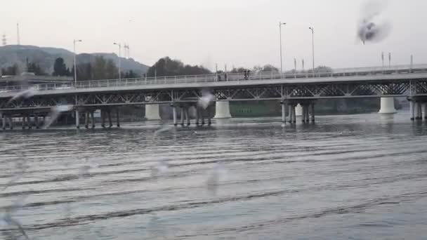 Möwen fliegen über das Flusswasser - kämpfen um Nahrung — Stockvideo